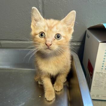 Domestic Short Hair Cats Available for Adoption in Tuscaloosa, Alabama - TUSC-Stray-84565 | PetCurious