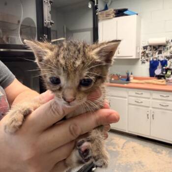 Puddles -  Domestic Short Hair Cat for Adoption in Columbus, North Carolina - Puddles | PetCurious
