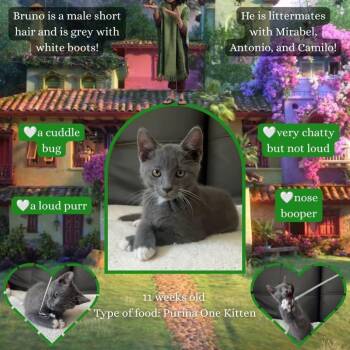 Bruno -  Domestic Short Hair Cat for Adoption in Orangevale, California - Bruno | PetCurious