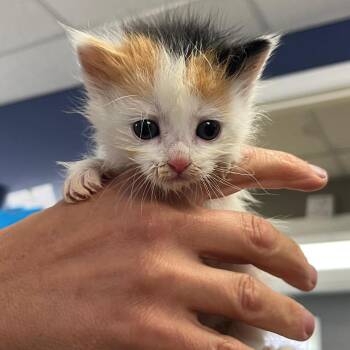 Blinky -  Domestic Short Hair Cat for Adoption in Wilmington, Delaware - Blinky | PetCurious