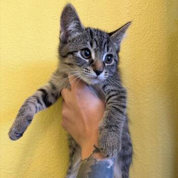 Fawn -  Domestic Short Hair Cat for Adoption in Webster, Texas - Fawn | PetCurious