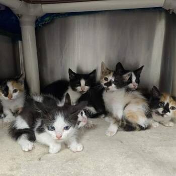 Woody -  Domestic Short Hair Cat for Adoption in Madison, Wisconsin - Woody | PetCurious