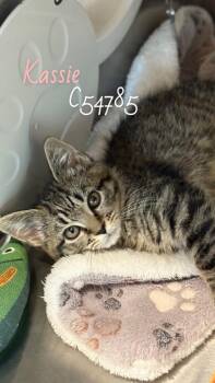 Kassie -  Domestic Medium Hair Cat for Adoption in Clarksville, Tennessee - Kassie | PetCurious