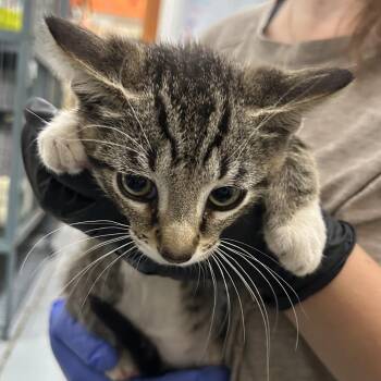 BRIER -  Domestic Short Hair Cat for Adoption in Richmond, California - BRIER | PetCurious