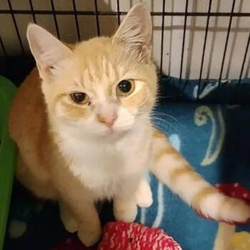 Mejo Berry -  Domestic Short Hair Cat for Adoption in Winthrop, Maine - Mejo Berry | PetCurious