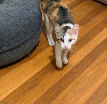 Paprika -  Calico Cat for Adoption in Miami, Oklahoma - Paprika | PetCurious