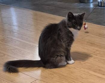 Gracie -  Domestic Long Hair and Norwegian Forest Cat Cat for Adoption in Los Angeles, California - Gracie | PetCurious