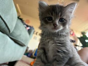 Sky -  Domestic Short Hair Cat for Adoption in Wolcott, Connecticut - Sky | PetCurious