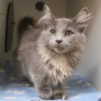 Sailor Jupiter -  Domestic Medium Hair Cat for Adoption in Champaign, Illinois - Sailor Jupiter | PetCurious