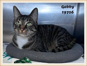 GABBY -  Domestic Short Hair and Tabby Cat for Adoption in Marietta, Georgia - GABBY | PetCurious
