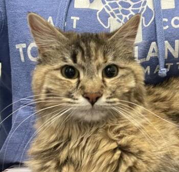 Domestic Medium Hair Cats Available for Adoption in Golden, Colorado - AJ | PetCurious