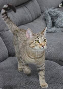 Roald -  Domestic Short Hair Cat for Adoption in Minneapolis, Minnesota - Roald | PetCurious