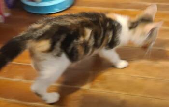 Flora -  Domestic Short Hair Cat for Adoption in Waynetown, Indiana - Flora | PetCurious