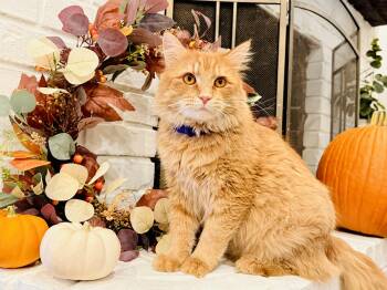 Murphy -  Domestic Long Hair Cat for Adoption in Fort Worth, Texas - Murphy | PetCurious