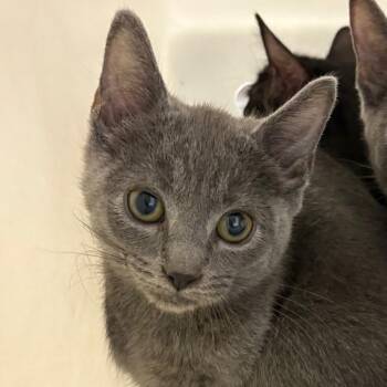 Breve -  Domestic Medium Hair Cat for Adoption in Reno, Nevada - Breve | PetCurious