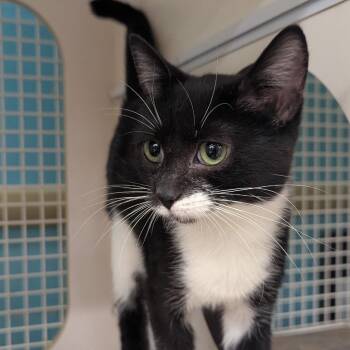 Summer -  Domestic Short Hair Cat for Adoption in Ashland, Virginia - Summer | PetCurious