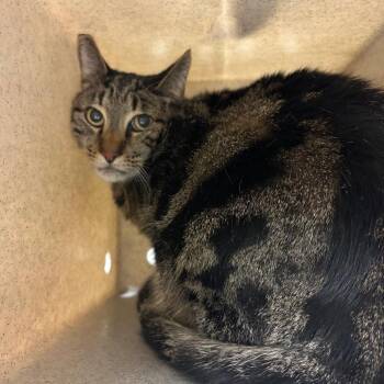 Freddie -  Domestic Short Hair Cat for Adoption in Reno, Nevada - Freddie | PetCurious