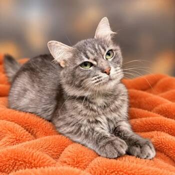 Spice -  Domestic Medium Hair Cat for Adoption in Martinsville, Indiana - Spice | PetCurious