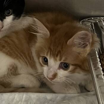 Rescue Domestic Short Hair Cats for Adoption in West Palm Beach, Florida - Picante | PetCurious