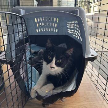 Domestic Short Hair Cats Available for Adoption in Spring Hill, Kansas - Rubbie | PetCurious