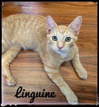 Linguine -  Domestic Short Hair Cat for Adoption in El Cajon, California - Linguine | PetCurious