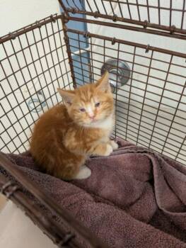 LORENZO -  Domestic Short Hair Cat for Adoption in Hayward, California - LORENZO | PetCurious