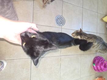 Rescue Domestic Short Hair Cats for Adoption in West Branch, Michigan - Nash | PetCurious