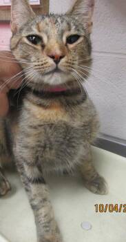 Tree(626) -  Domestic Short Hair Cat for Adoption in Marietta, Georgia - Tree(626) | PetCurious