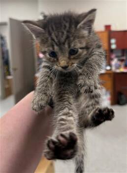 Domestic Short Hair Cats Available for Adoption in Pasadena, Texas - A184331 | PetCurious