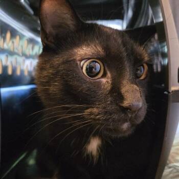 Ghoulia -  Domestic Short Hair Cat for Adoption in Sioux Falls, South Dakota - Ghoulia | PetCurious