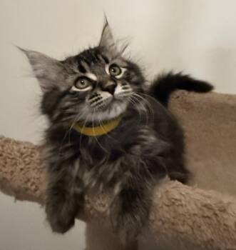 Kit Kat -  Domestic Medium Hair Cat for Adoption in Blaine, Minnesota - Kit Kat | PetCurious