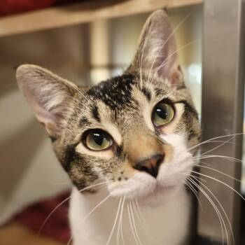 Domestic Short Hair Cats Available for Adoption in Briarcliff Manor, New York - Durst | PetCurious