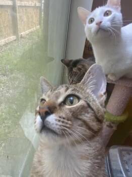Teddy -  Domestic Short Hair Cat for Adoption in Liverpool, Texas - Teddy | PetCurious