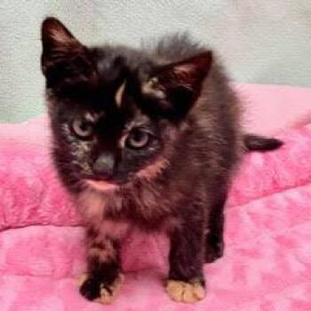 Chai Latte -  Tortoiseshell Cat for Adoption in Green Valley, Arizona - Chai Latte | PetCurious