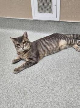 Goofy -  Domestic Short Hair Cat for Adoption in Roseville, California - Goofy | PetCurious