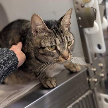 Tasha -  Domestic Short Hair Cat for Adoption in Pittsburgh, Pennsylvania - Tasha | PetCurious
