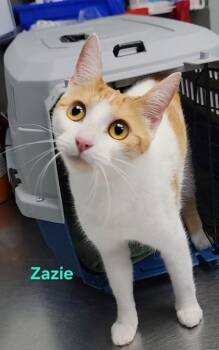 Zazie -  Domestic Short Hair Cat for Adoption in Fort Worth, Texas - Zazie | PetCurious