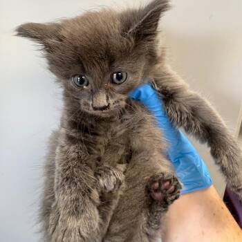 Domestic Long Hair Cats Available for Adoption in Columbiana, Alabama - Mr. Wonky | PetCurious