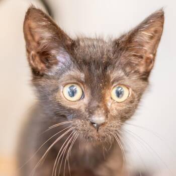 Sol -  Domestic Medium Hair Cat for Adoption in Hilton Head Island, South Carolina - Sol | PetCurious