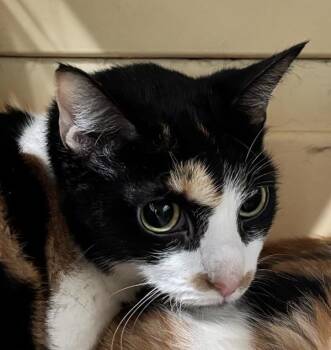 Autumn Time -  Domestic Short Hair Cat for Adoption - Autumn Time | PetCurious