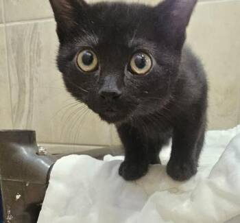 Doctor -  Domestic Short Hair Cat for Adoption in Canon City, Colorado - Doctor | PetCurious