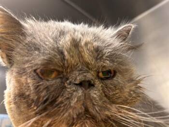 FRANKY -  Persian and Domestic Short Hair Cat for Adoption in Riverside, California - FRANKY | PetCurious