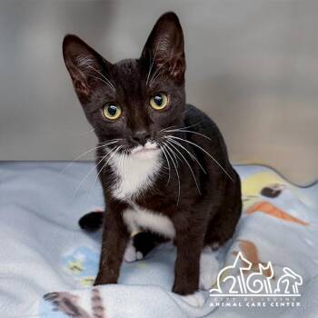 NAHOA -  Domestic Short Hair Cat for Adoption in Irvine, California - NAHOA | PetCurious
