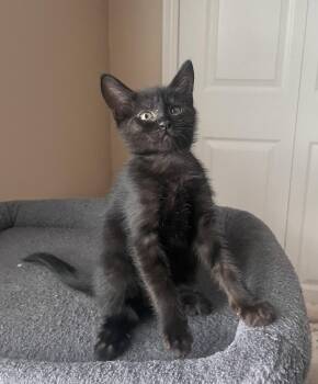 Beverly -  American Shorthair Cat for Adoption in Orlando, Florida - Beverly | PetCurious
