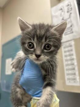 SWEETS -  Domestic Short Hair Cat for Adoption in Las Vegas, Nevada - SWEETS | PetCurious
