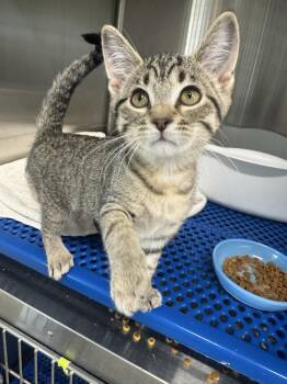 Pearl -  Domestic Short Hair Cat for Adoption in Morris, Minnesota - Pearl | PetCurious
