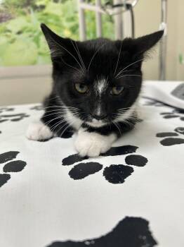 Murdoc -  Domestic Short Hair Cat for Adoption in Lancaster, Pennsylvania - Murdoc | PetCurious