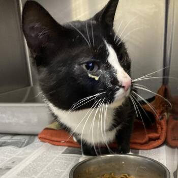 Domestic Short Hair Cats Available for Adoption in Galveston, Texas - Bandit | PetCurious