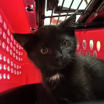 Nyx -  Domestic Short Hair Cat for Adoption in Middletown, New York - Nyx | PetCurious
