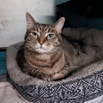 Coleslaw -  Domestic Short Hair Cat for Adoption in Dayton, Ohio - Coleslaw | PetCurious